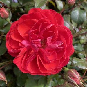 DOVER (floribunda)